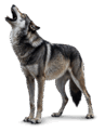 0900zr3r-be04-97x122.png