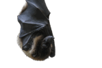 0900zr6s-3632-149x99.png
