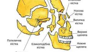 Опорно-рухова система НМТ