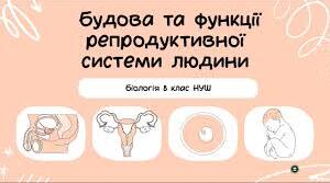 60.Тема:  Будова та функції репродуктивної системи людини.