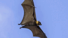 Video zone: “Flying-Foxes | Living with Aussie Wildlife" series by SBS Learn English. Worksheet.
