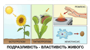  Подразливість –властивість живого. Різноманітні вияви подразливості.  8 кл НУШ за ГР 1, 2, 3