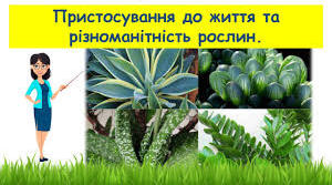 5 пп Пристосування до життя та різноманітність рослин ГР2