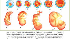 62. Тема: Вагітність. Ембріональний період розвитку людини.
