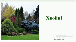 Голонасінні. Хвойні.