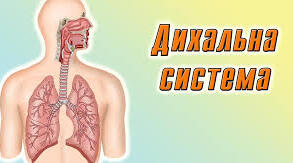Дихальна система людини