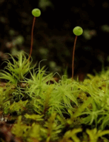 0901027j-1835-154x200.png