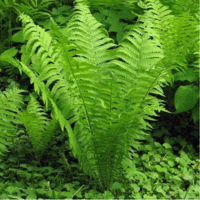 09010289-5c9f-200x200.png