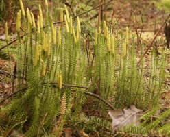 0901029s-4804-248x200.png