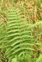 090102cb-d668-134x200.png