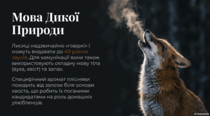 Лисиці
