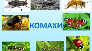 Комахи, 1 клас