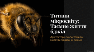 Бджоли