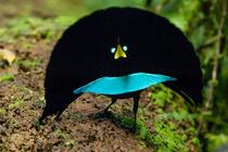 https://i.natgeofe.com/n/6f9b6d9e-5797-4867-a859-7b0c2a66cd3b/02-bird-of-paradise-A012_C010_1029SF_0001575.jpg