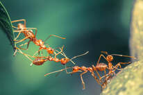 What Ants Can Teach Us About Working Together - Insect Lore