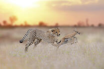 https://images.photowall.com/products/69356/cheetah-hunting-a-gazelle.jpg?h=699&q=85