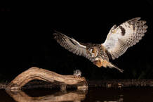 Majestic owl in flight preparing to catch an unsuspecting mouse on a wooden log at night