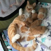 How to Care for a Mama Cat & Kittens — Kitten Lady
