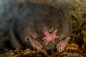 A photograph of the star-nosed mole showing tentacles around its nose