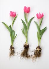 09010yme-fdc6-165x231.jpg