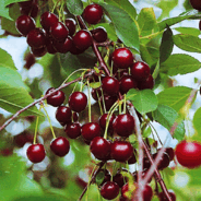 09010yol-42fd-184x184.png