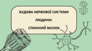 БУДОВА НЕРВОВОЇ СИСТЕМИ ЛЮДИНИ. СПИННИЙ МОЗОК.