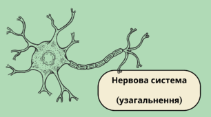 Нервова система (узагальнення)