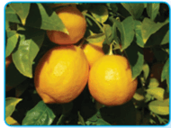 0901156r-6fd0-190x142.png