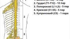 8.Спинний мозок:  будова та функції