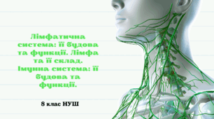 Лімфатична система: її будова та функції. Лімфа та її склад. Імунна система: її будова та функції. 8 клас НУШ