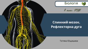 Спинний мозок. Рефлекторна дуга. 8 клас. НУШ