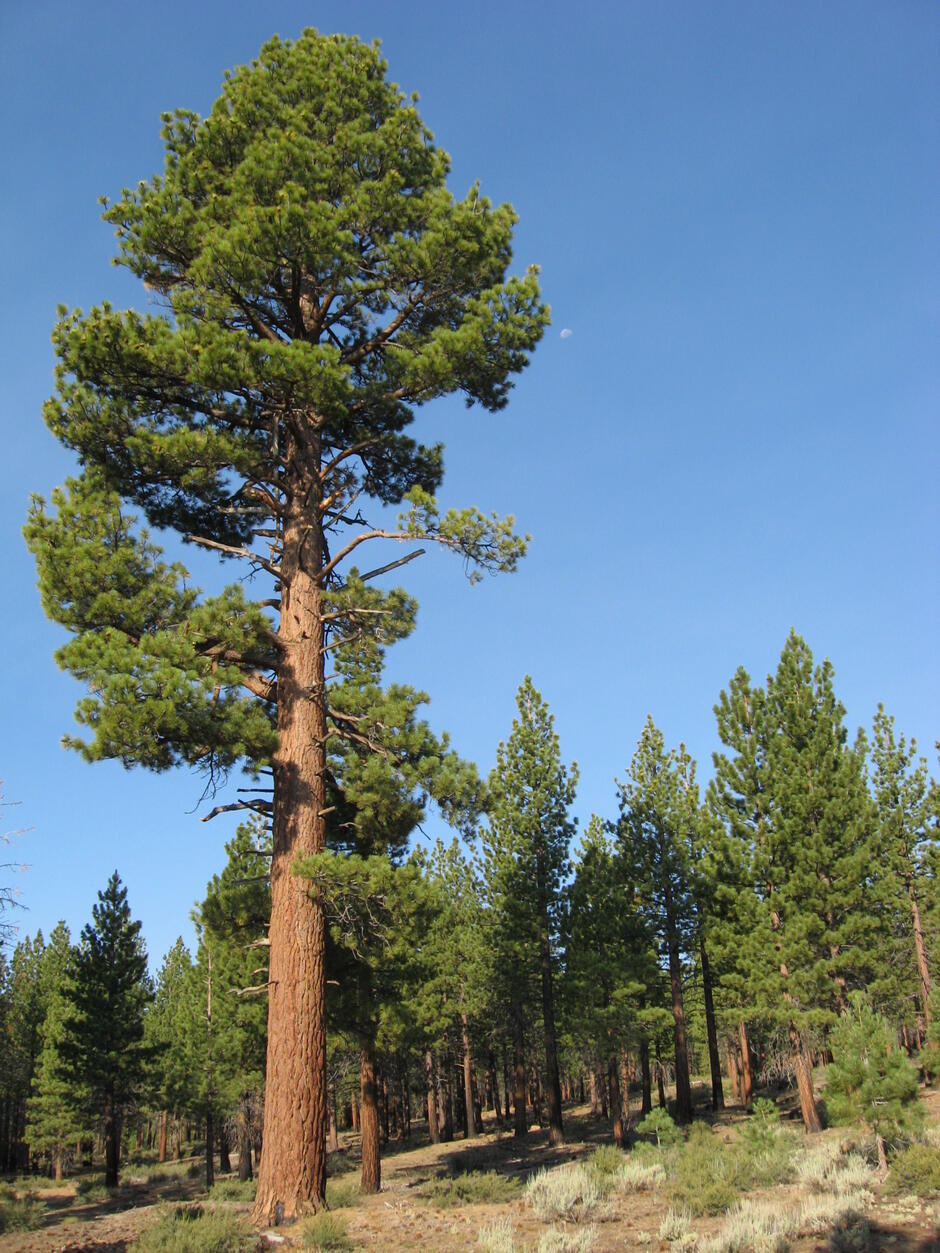 Pinus jeffreyi — Вікіпедія