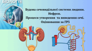 Будова сечовидільної системи людини. Нефрон.  Процеси утворення  та виведення сечі. Оцінювання за ГР3