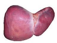 File:Liver 1.gif - Wikipedia