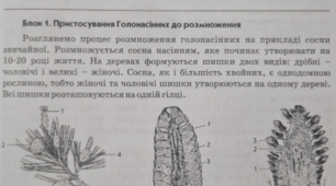 Росток Біологія 6 кл Тести з теми: "Розмноження голонасінних"
