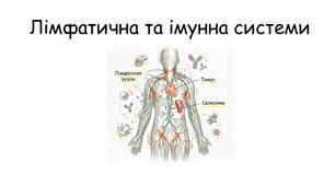 Лімфатична та імунна система