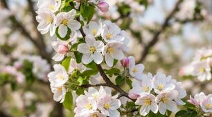 Фольклор. Календарно-обрядові пісні