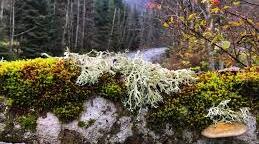 5 пп Гриби та лишайники ГР2