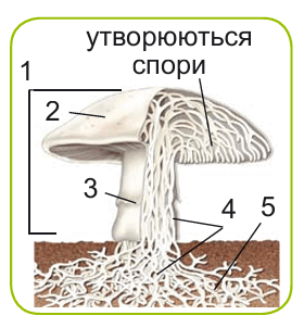 0901285y-8305-280x302.png
