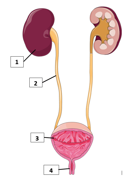 09012ejn-ac13-490x708.png