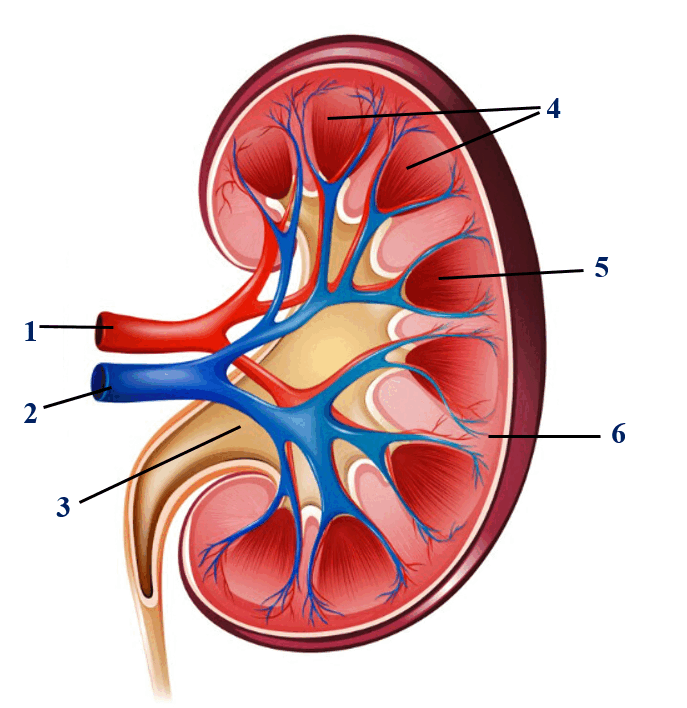 09012er5-5eb7-687x708.png