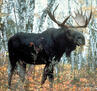 09012haf-5af5-97x91.jpg