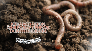 Кільчасті черви, їхня роль у природі та житті людини.