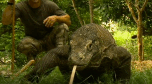 🦎 Worksheet: The Mighty Komodo Dragon