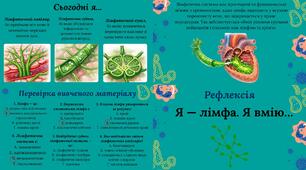 Лімфатична та імунна системи