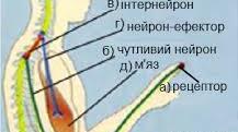 14. Гуморальна регуляція діяльності організму людини. Гормони, нейрогормони.