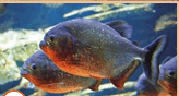 09012ssf-7522-164x88.png