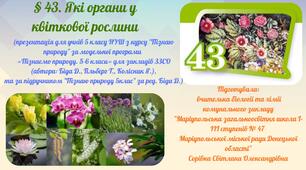 § 43. Які органи у квіткової рослини