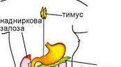 15. Ендокринна система людини: будова та функції