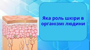 Яка роль шкіри в організмі людини